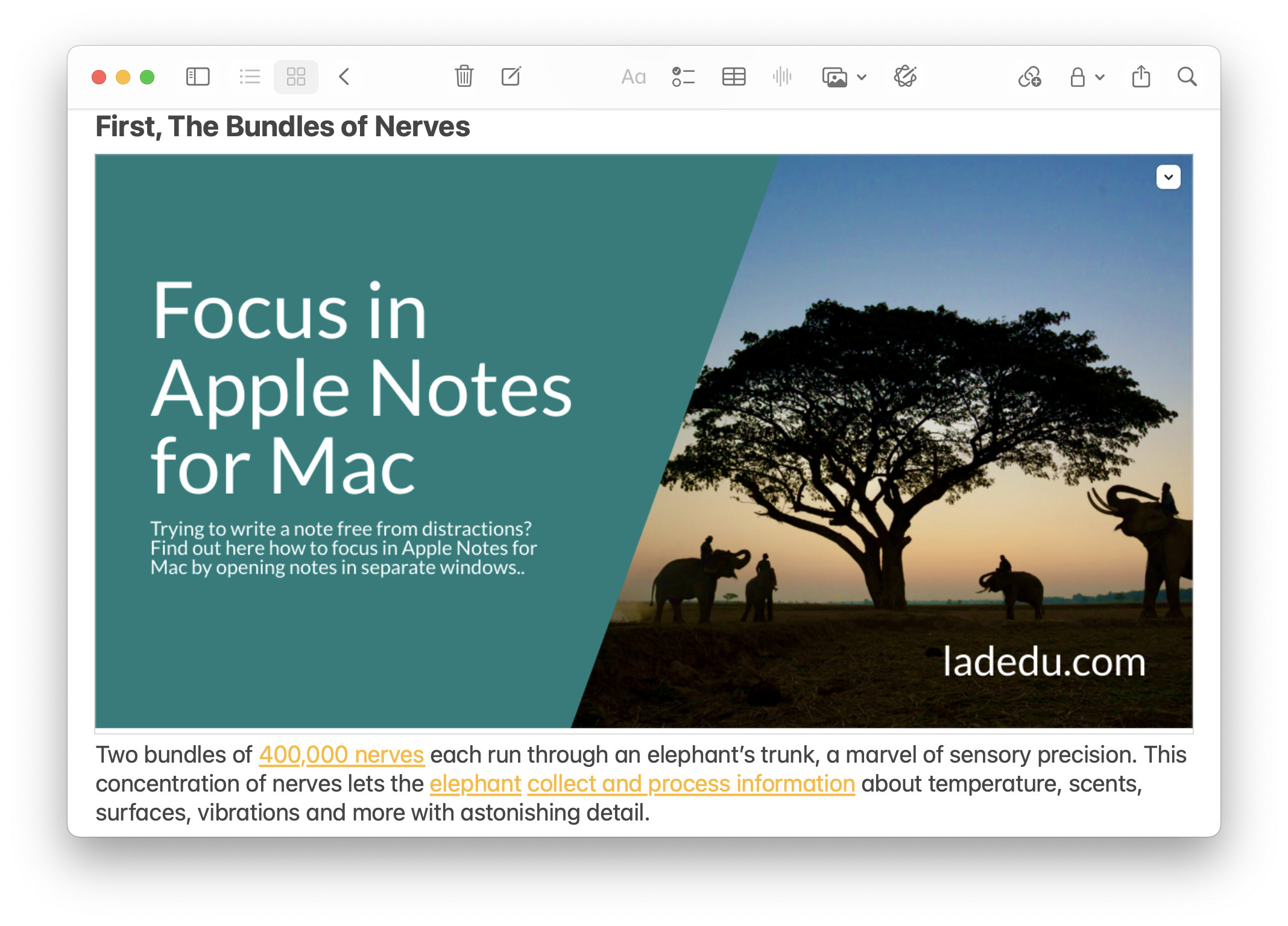 A note filling the main Apple Notes for Mac window